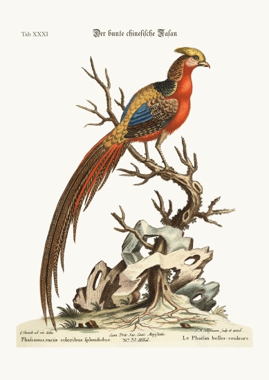 The painted Pheasant from China à George Edwards