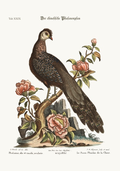 The Peacock Pheasant from China à George Edwards