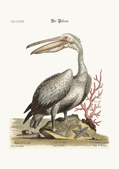 The Pelican à George Edwards