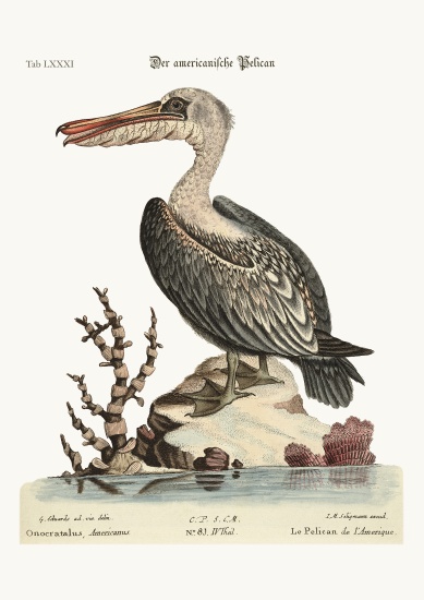 The Pelican of America à George Edwards