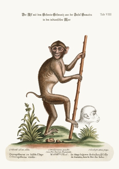 The Pig-tailed Monkey, from the Island of Sumatra, in the Indian Sea à George Edwards