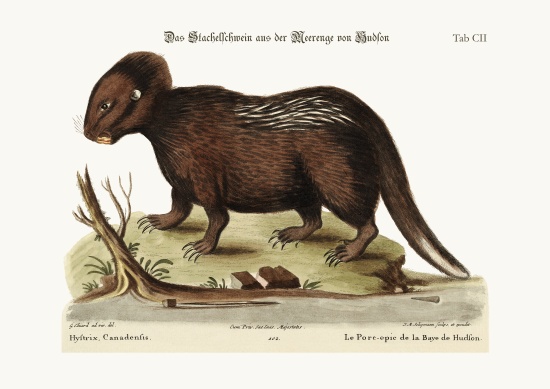 The Porcupine from Hudson's Bay à George Edwards