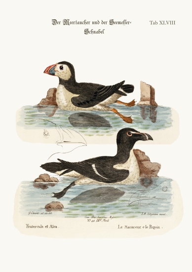 The Puffin, and the Razor-bill à George Edwards