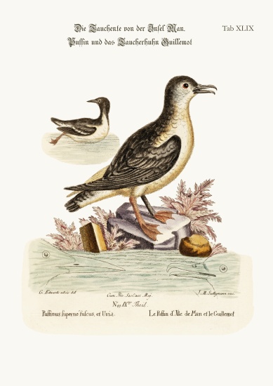 The Puffin of the Isle of Man, and the Guillemot à George Edwards