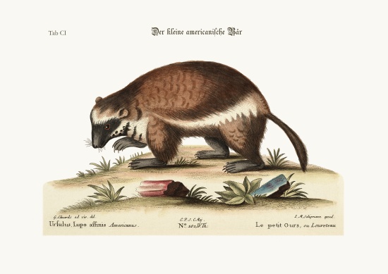 The Quick-Hatch or Wolverene à George Edwards