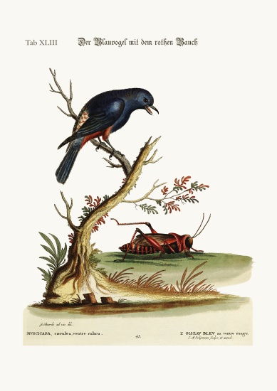 The red-bellied Blue-Bird à George Edwards