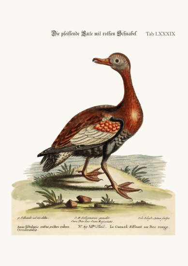 The Red-billed Whistling Duck à George Edwards