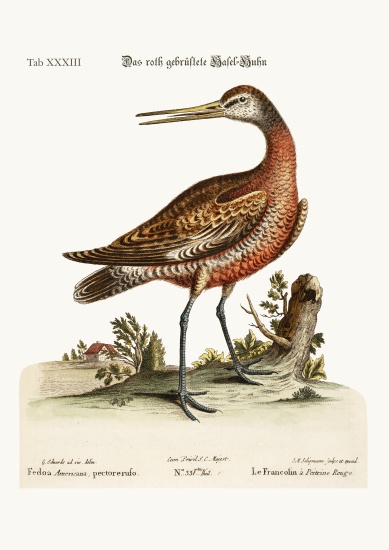 The Red-breasted Godwit à George Edwards