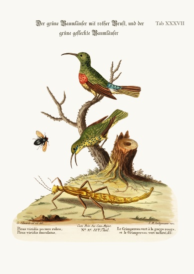 The Red-breasted Green Creeper, and the Spotted Green Creeper à George Edwards