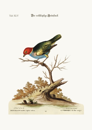 The red-headed Green-Finch à George Edwards