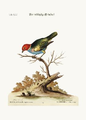 The red-headed Green-Finch