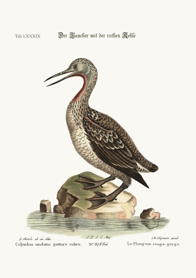 The red-throated Ducker or Loon à George Edwards