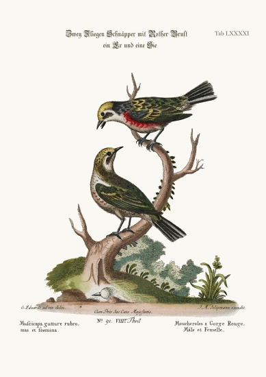 The Red-throated Flycatchers, Cock and Hen à George Edwards