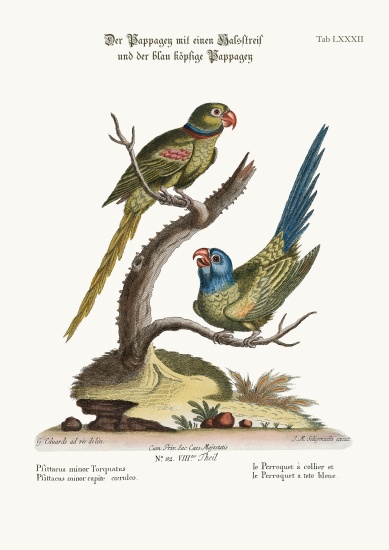 The Ring Parrakeet, and the Blue-headed Parrakeet à George Edwards