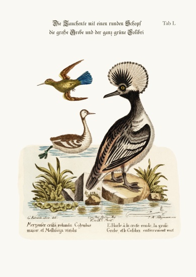 The Round-crested Duck, the Greater Dobchick, and the All-green Hummingbird à George Edwards