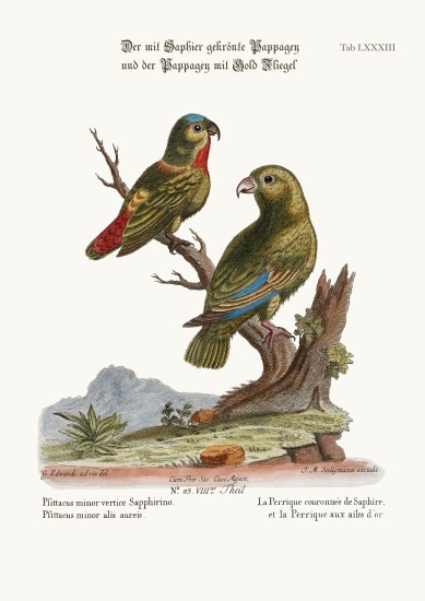 The Sapphire-crowned Parrakeet, and the Golden-winged Parrakeet à George Edwards