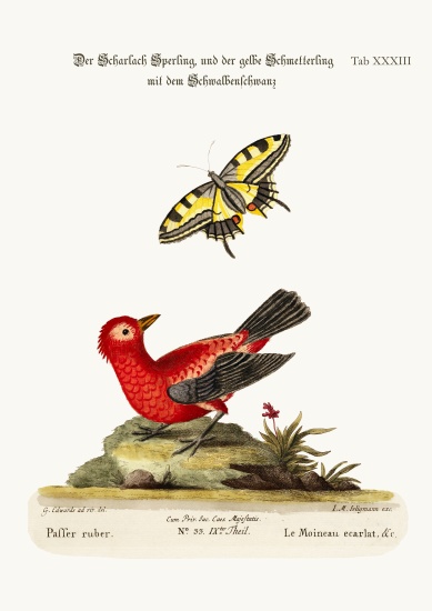 The Scarlet Sparrow and the Yellow Swallow-tailed Butterfly à George Edwards