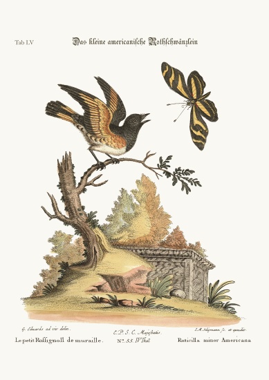 The small American Redstart à George Edwards