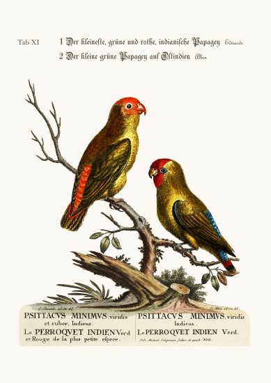 The smallest Green and Red Indian Paroquet. The small Green Parrot of East India à George Edwards