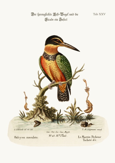 The Spotted Kingfisher à George Edwards