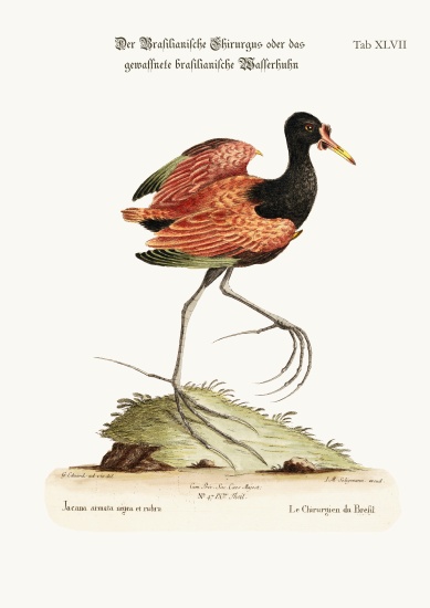 The Spur-winged Water-hen of Brasil à George Edwards
