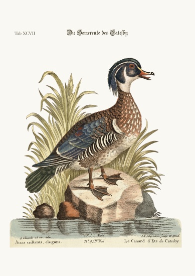 The Summer Duck of Catesby à George Edwards