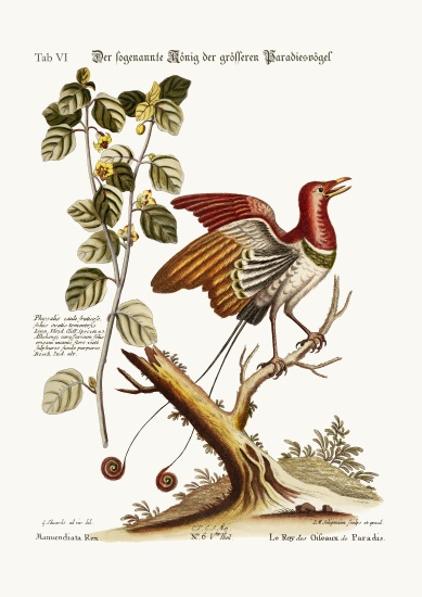 The supposed King of the greater Birds of Paradise à George Edwards