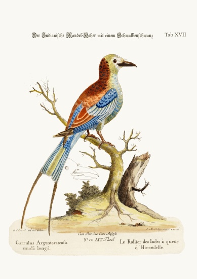 The Swallow-tailed Indian Roller à George Edwards
