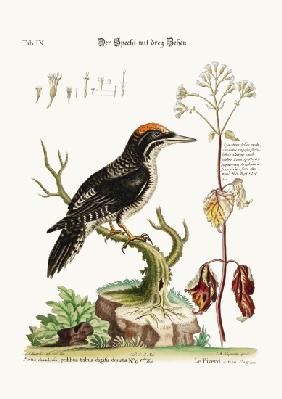 The three-toed Woodpecker