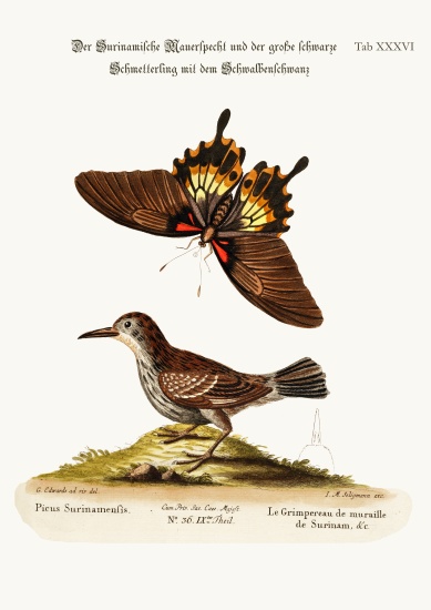 The Wall-creeper of Surinam and the Great Dusky Swallow-tailed Butterfly à George Edwards