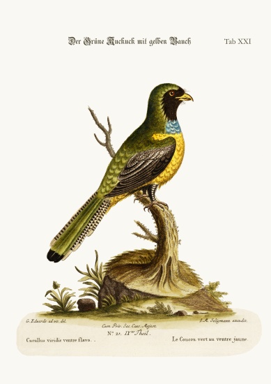 The Yellow-bellied Green Cuckow à George Edwards