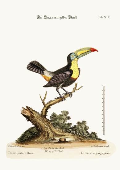 The Yellow-breated Toucan à George Edwards