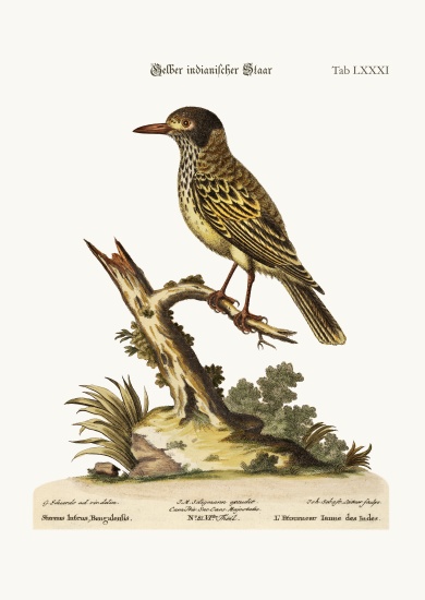 The Yellow Indian Starling à George Edwards