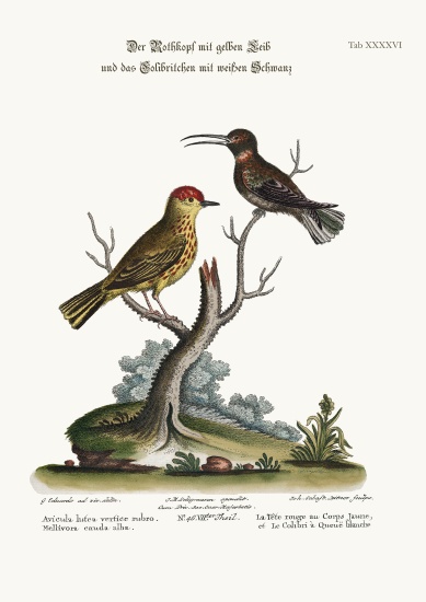 The Yellow Red-Pole, and the White-tailed Hummingbird à George Edwards