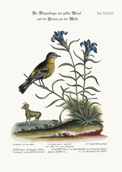 The Yellow-rumped Flycatcher, and the Gentian of the Desert à George Edwards