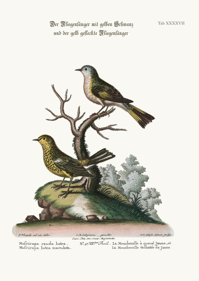 The Yellow-tailed Flycatcher, and the Spotted Yellow Flycatcher à George Edwards