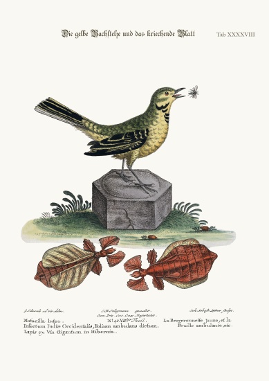 The Yellow Water-Wagtail and the Walking Leaf à George Edwards