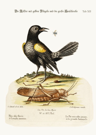 The Yellow-winged Pye, and Greatest Locust à George Edwards