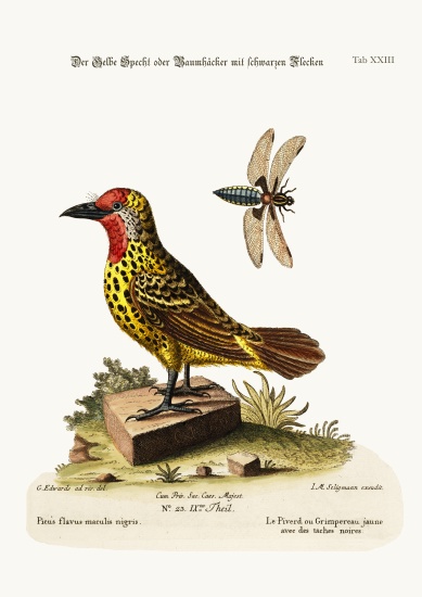 The Yellow Woodpecker with Black Spots à George Edwards