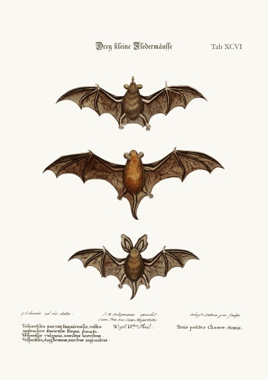 Three small Bats à George Edwards