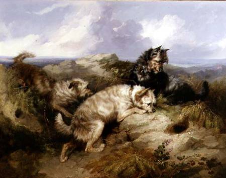 A Dandy Dinmont and Two Cairns Rabbiting à George Armfield