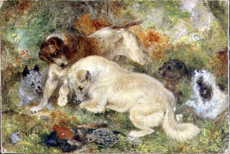 Terriers and Rabbits in a Wood à George Armfield