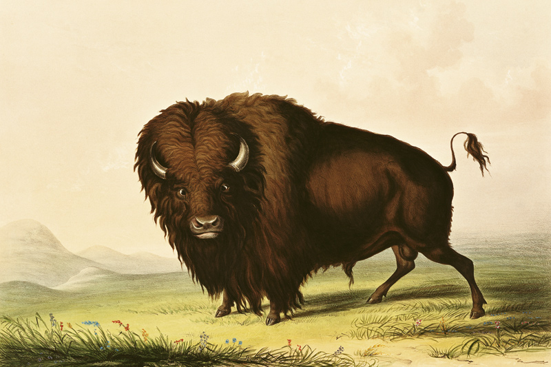 A Bison, c.1832 à George Catlin