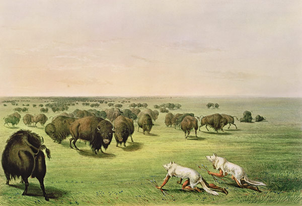 Hunting Buffalo Camouflaged with Wolf Skins, c.1832 à George Catlin