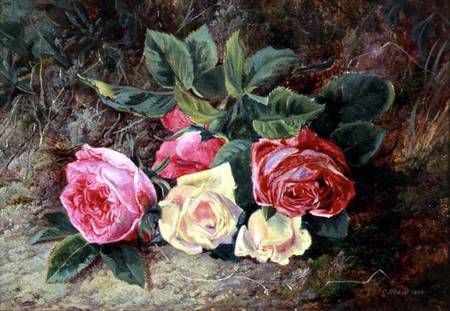 Roses à George Clare