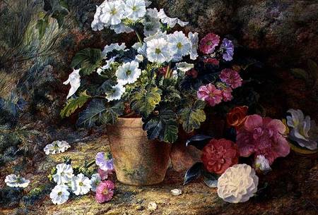 A Still Life of Pelargoniums in a Pot with Camellias à George Clare
