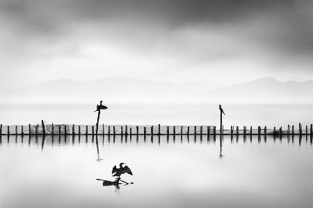 Three Cormorants