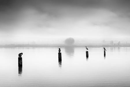 Three Cormorants and one Heron