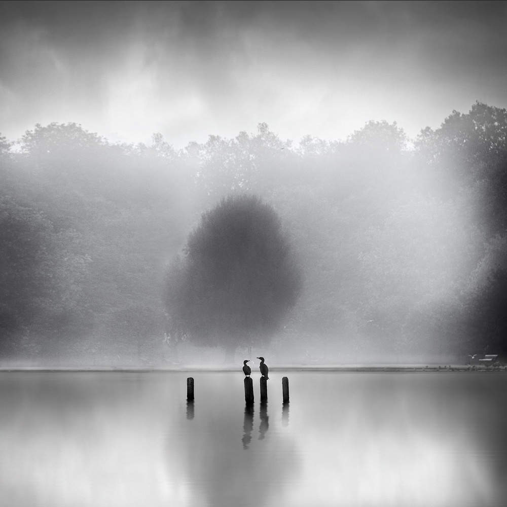 Cormorants in the mist à George Digalakis