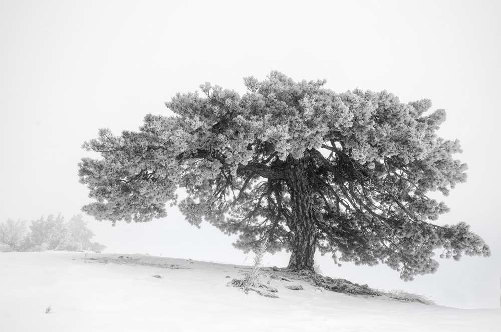 Landscape in the mist à George Digalakis